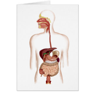 Anatomie van het spijsverteringsstelsel
