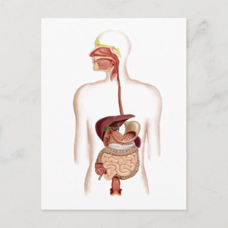 Anatomie van het spijsverteringsstelsel briefkaart