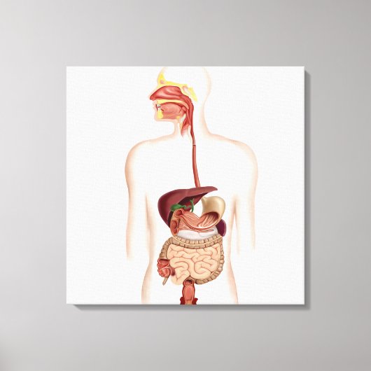 Anatomie van het spijsverteringsstelsel canvas afdruk (Voorkant)