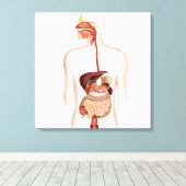 Anatomie van het spijsverteringsstelsel canvas afdruk (Insitu (Houten vloer))