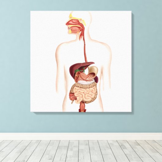 Anatomie van het spijsverteringsstelsel canvas afdruk (Insitu (Houten vloer))