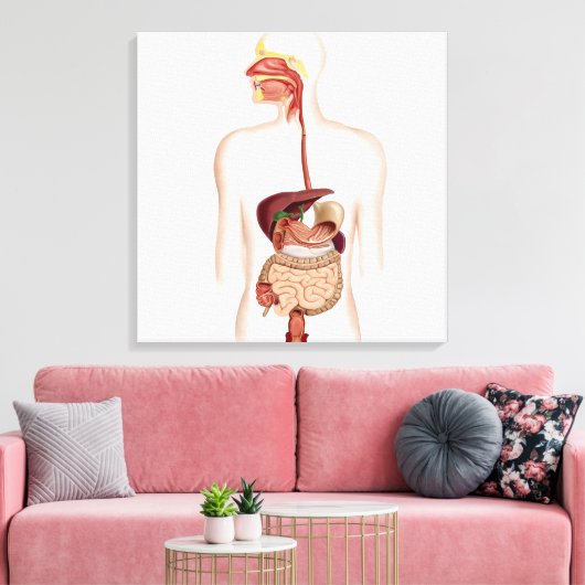 Anatomie van het spijsverteringsstelsel canvas afdruk (Insitu (Woonkamer))