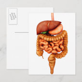 Anatomie van het spijsverteringsstelsel voor de me briefkaart (Voorkant / Achterkant)