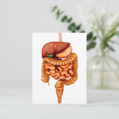 Anatomie van het spijsverteringsstelsel voor de me briefkaart (Staand voorkant)