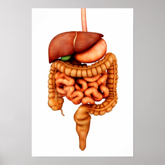 Anatomie van het spijsverteringsstelsel voor de me poster (Voorkant)