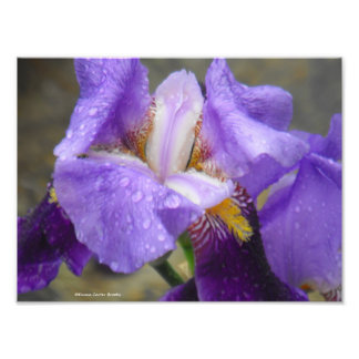 Anatomie van het Tulp-Collectie IV Foto Afdruk