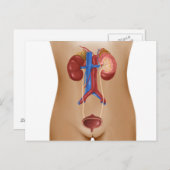 Anatomie van het urinestelsel van het Vrouw Briefkaart (Voorkant / Achterkant)