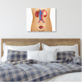 Anatomie van het urinestelsel van het Vrouw Canvas Afdruk (Insitu (Slaapkamer))