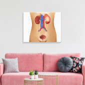 Anatomie van het urinestelsel van het Vrouw Canvas Afdruk (Insitu (Woonkamer))