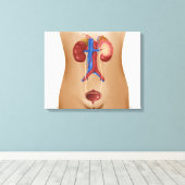Anatomie van het urinestelsel van het Vrouw Canvas Afdruk (Insitu (Houten vloer))