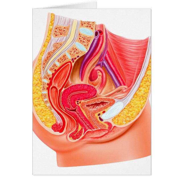 Anatomie van het voortplantingsstelsel van Vrouwen (Voorkant)