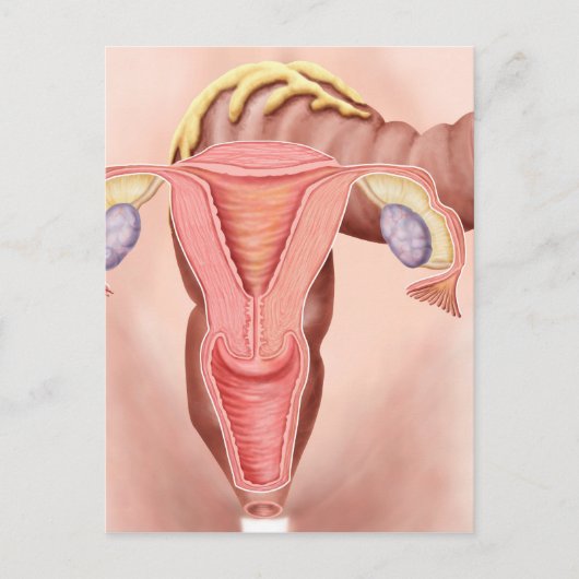 Anatomie van het voortplantingsstelsel van Vrouwen Briefkaart (Voorkant)