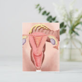 Anatomie van het voortplantingsstelsel van Vrouwen Briefkaart (Staand voorkant)
