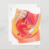 Anatomie van het voortplantingsstelsel van Vrouwen Briefkaart (Voorkant / Achterkant)