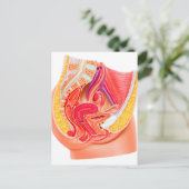 Anatomie van het voortplantingsstelsel van Vrouwen Briefkaart (Staand voorkant)