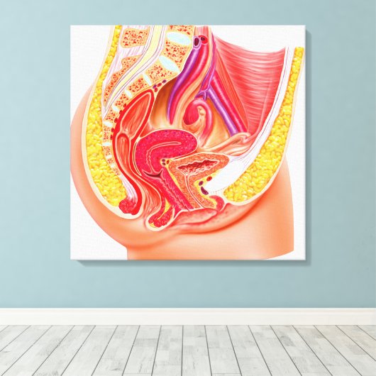 Anatomie van het voortplantingsstelsel van Vrouwen Canvas Afdruk (Insitu (Houten vloer))