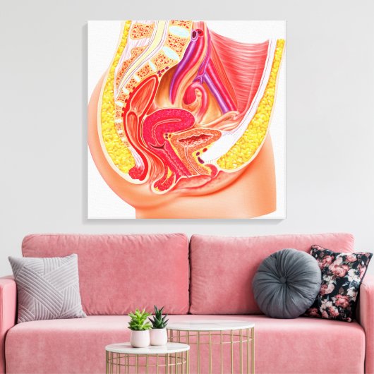 Anatomie van het voortplantingsstelsel van Vrouwen Canvas Afdruk (Insitu (Woonkamer))