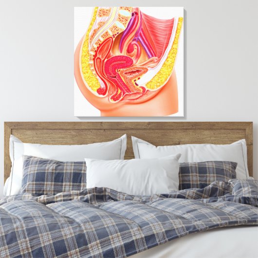 Anatomie van het voortplantingsstelsel van Vrouwen Canvas Afdruk (Insitu (Slaapkamer))