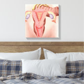 Anatomie van het voortplantingsstelsel van Vrouwen Canvas Afdruk (Insitu (Slaapkamer))