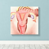 Anatomie van het voortplantingsstelsel van Vrouwen Canvas Afdruk (Insitu (Houten vloer))