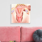 Anatomie van het voortplantingsstelsel van Vrouwen Canvas Afdruk (Insitu (Woonkamer))