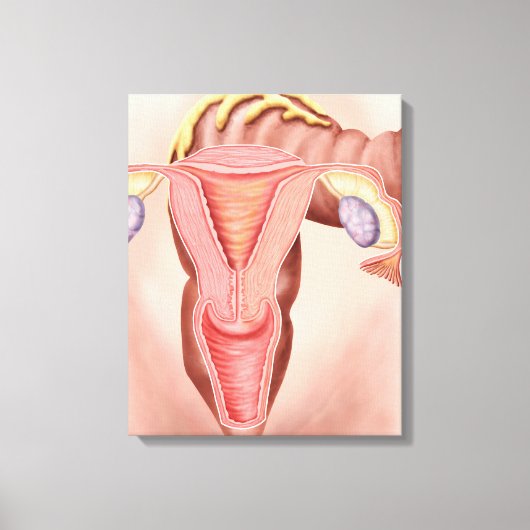 Anatomie van het voortplantingsstelsel van Vrouwen Canvas Afdruk (Voorkant)