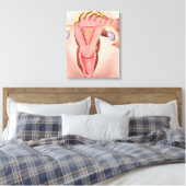 Anatomie van het voortplantingsstelsel van Vrouwen Canvas Afdruk (Insitu (Slaapkamer))