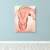 Anatomie van het voortplantingsstelsel van Vrouwen Canvas Afdruk (Insitu (Houten vloer))