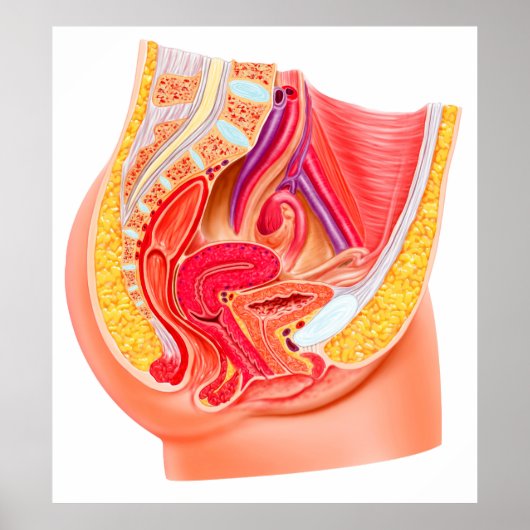 Anatomie van het voortplantingsstelsel van Vrouwen Poster (Voorkant)