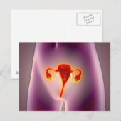 Anatomie van het Vrouw met baarmoeder Briefkaart (Voorkant / Achterkant)