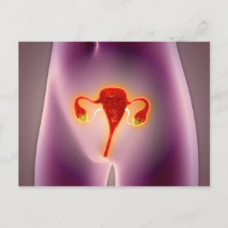 Anatomie van het Vrouw met baarmoeder Briefkaart