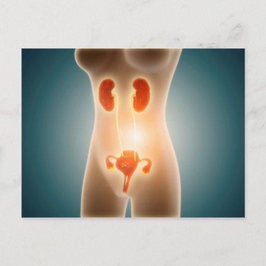 Anatomie van het Vrouw met voortplantingsorganen Briefkaart (Voorkant)