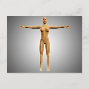 Anatomie van het Vrouw met zenuwstelsel Briefkaart