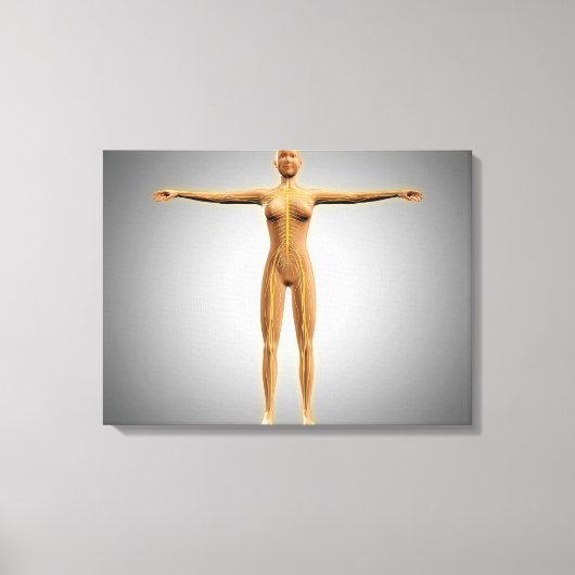 Anatomie van het Vrouw met zenuwstelsel Canvas Afdruk (Voorkant)