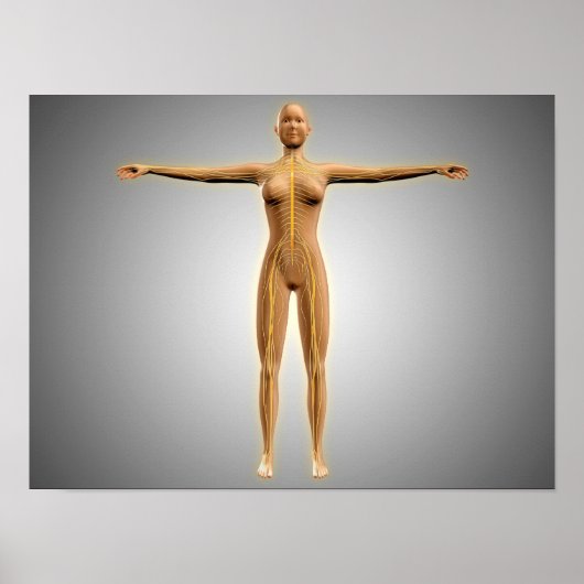 Anatomie van het Vrouw met zenuwstelsel Poster (Voorkant)