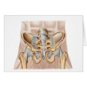 Anatomie van humaan bekkenbeen en ligamenten