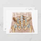 Anatomie van humaan bekkenbeen en ligamenten briefkaart (Voorkant / Achterkant)