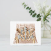 Anatomie van humaan bekkenbeen en ligamenten briefkaart (Staand voorkant)
