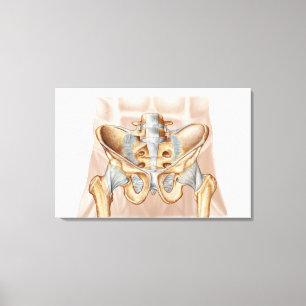 Anatomie van humaan bekkenbeen en ligamenten canvas afdruk