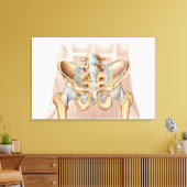 Anatomie van humaan bekkenbeen en ligamenten canvas afdruk (Insitu (Woonkamer))