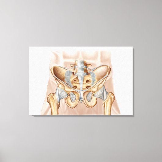 Anatomie van humaan bekkenbeen en ligamenten canvas afdruk (Voorkant)