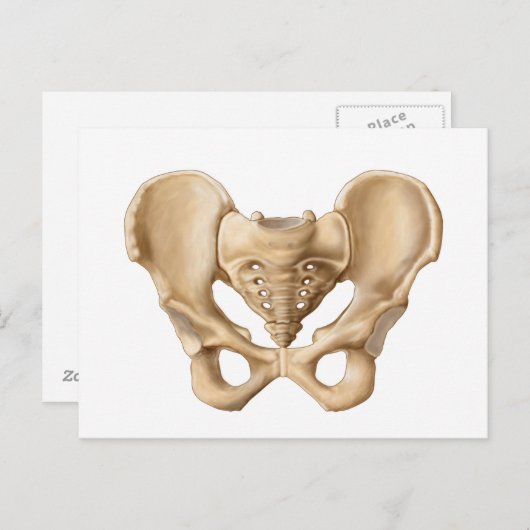 Anatomie van humaan bekkenbot 1 briefkaart (Voorkant / Achterkant)