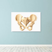 Anatomie van humaan bekkenbot 1 canvas afdruk (Insitu (Houten vloer))