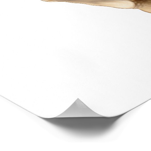 Anatomie van humaan bekkenbot 1 poster (Hoek)