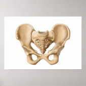 Anatomie van humaan bekkenbot 1 poster (Voorkant)
