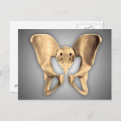 Anatomie van humaan bekkenbot 2 briefkaart (Voorkant / Achterkant)