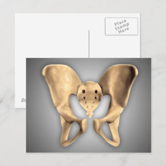 Anatomie van humaan bekkenbot 2 briefkaart (Voorkant / Achterkant)