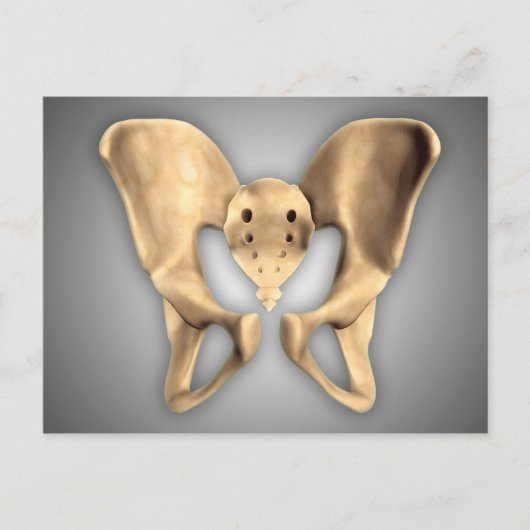 Anatomie van humaan bekkenbot 2 briefkaart (Voorkant)