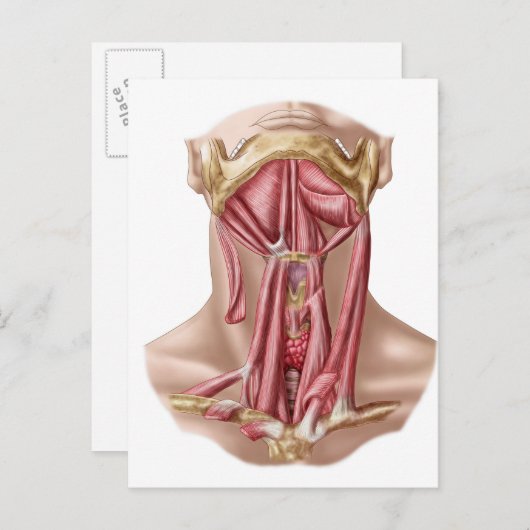 Anatomie van humane Hyoïd bot- en nekspieren Briefkaart (Voorkant / Achterkant)