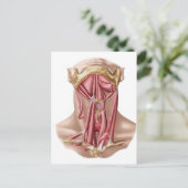 Anatomie van humane Hyoïd bot- en nekspieren Briefkaart (Staand voorkant)